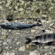 Dead fish.